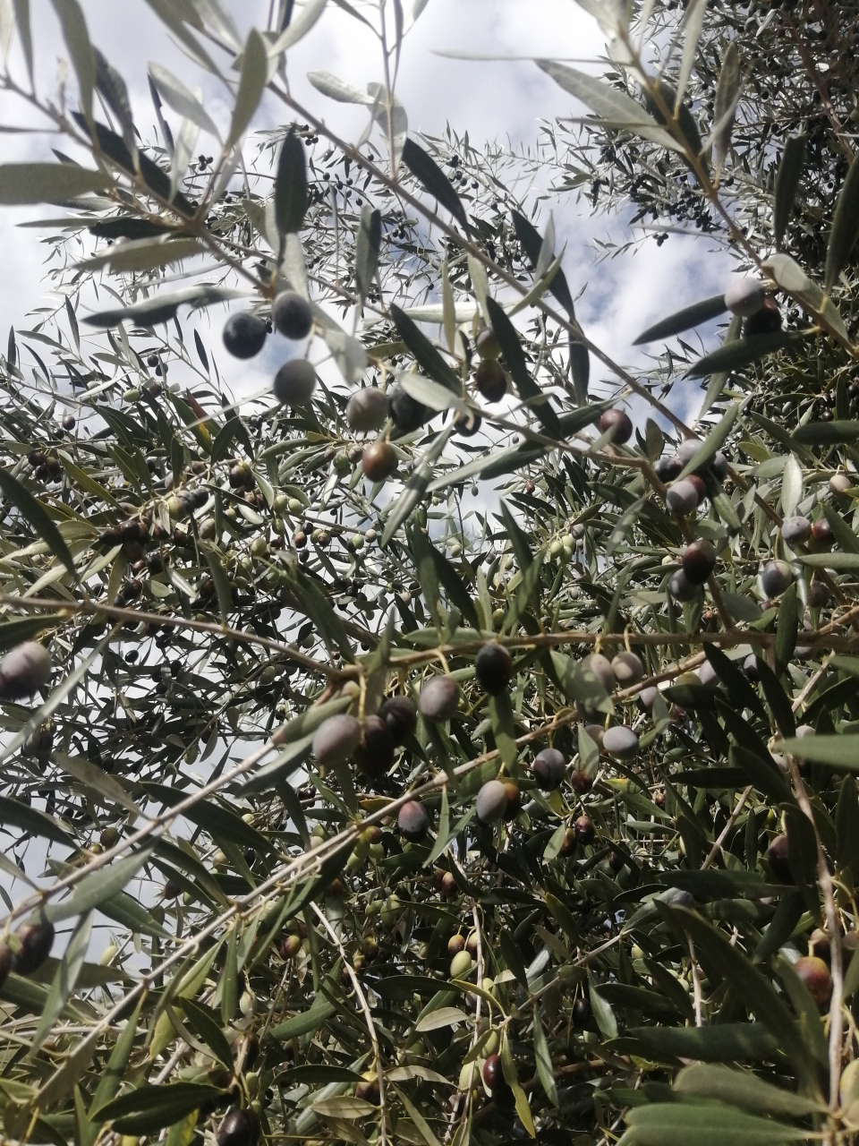 Verschenke einen Olivenbaum zu Weihnachten